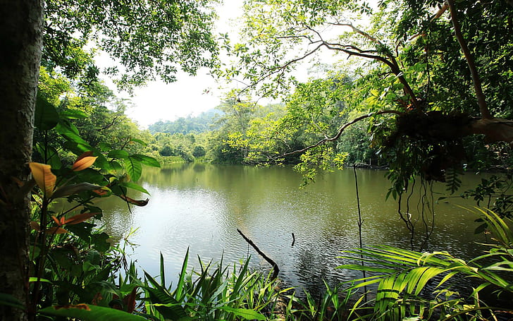 Paesaggio trofico giungla fiume lago acqua pioggia foresta lussureggiante verde vegetazione paesaggio natura sfondo del desktop Hd 5200 × 3250, Sfondo HD