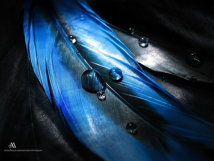 gommone blu e nero, arte digitale, piume, Sfondo HD