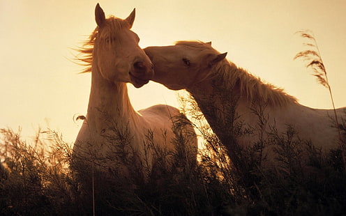 Two horses in love, horses, HD wallpaper HD wallpaper