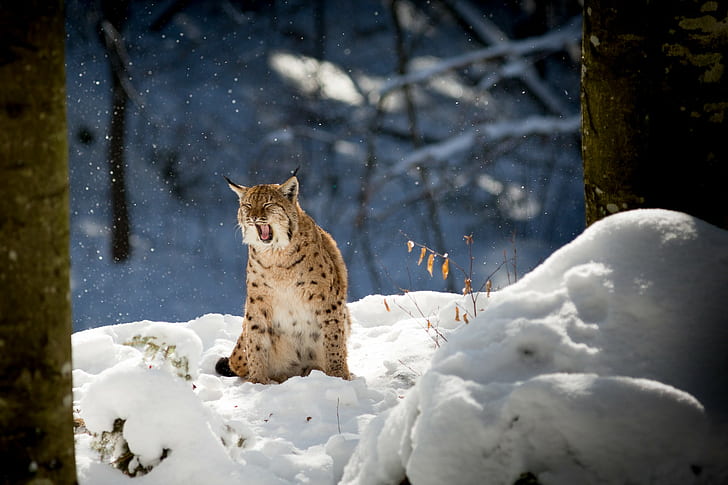 ธรรมชาติสัตว์คมฤดูหนาวหิมะต้นไม้สาขาป่า, วอลล์เปเปอร์ HD