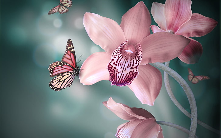 butterflies, flowers, orchid, pink, white, HD wallpaper