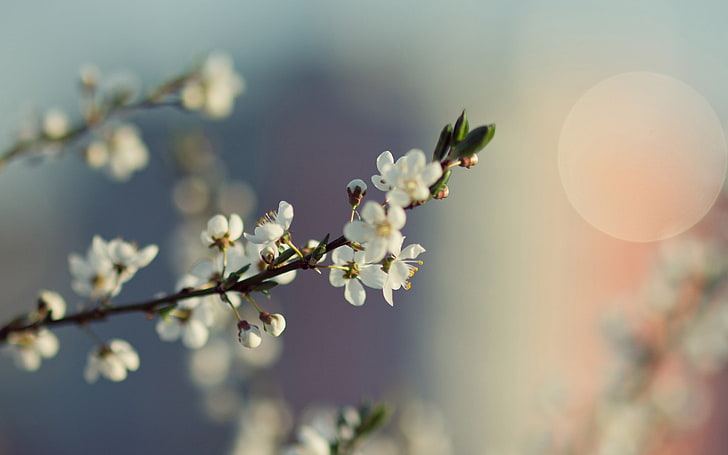 weiße Blumen, Makro, Blumen, weiße Blumen, HD-Hintergrundbild