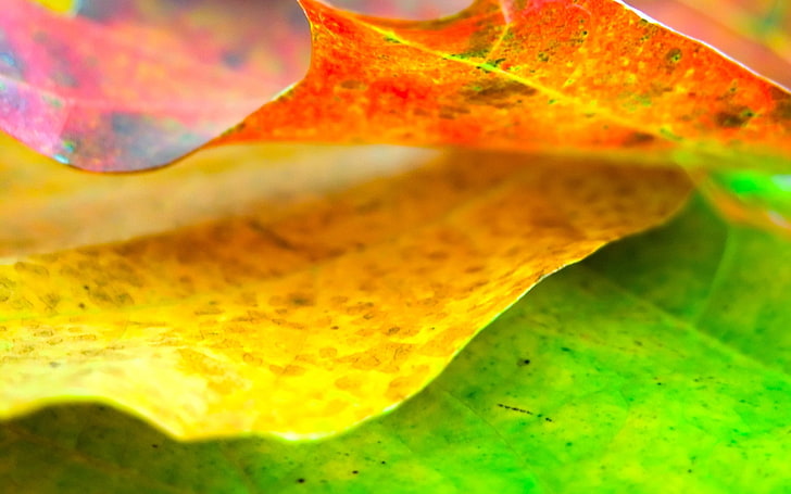 оранжевый и желтый лист, лист, осень, сухой, крупный план, HD обои