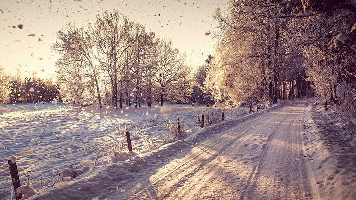 fotografía, paisaje, naturaleza, invierno, árboles, nieve, plantas, rama, camino, Fondo de pantalla HD
