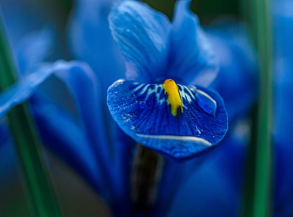 Blue Iris Flower Macro, blue iris flower, Aero, Macro, Blue, Nature, Flower, Spring, Color, Garden, Morning, Water, Plant, Drop, Petal, Iris, Blossom, droplet, flora, HD wallpaper HD wallpaper