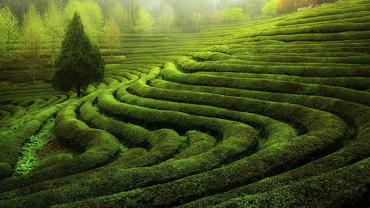 tea plant landscape, HD wallpaper