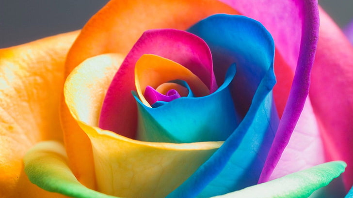 rose, colorful, flower, rainbow rose, flora, close up, petal, macro photography, still life photography, HD wallpaper