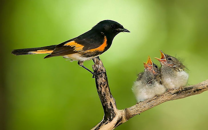 black and orange birds, bird, chicks, nest, caring, branch, HD wallpaper