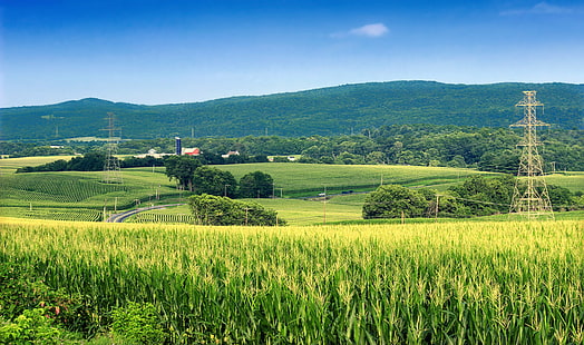landscape photography of rice fields during daytime, church hill, church hill, Church Hill, Cemetery, landscape photography, rice fields, daytime, Pennsylvania, Northampton County, New Jersey, Warren County, Lehigh Valley, Appalachian Mountains, landscape, hills, field, fields, cornfield, farms, sky, rural, summer, creative commons, nature, agriculture, rural Scene, farm, hill, outdoors, tree, green Color, meadow, mountain, scenics, HD wallpaper HD wallpaper