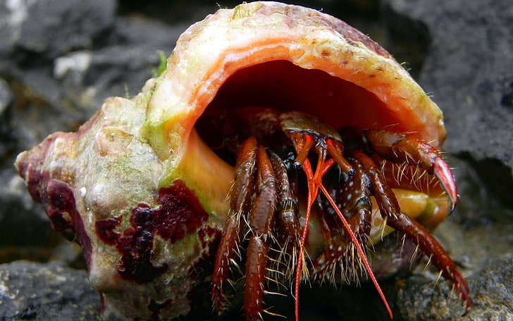 brown hermit crab, seashells, shells, cancer, hermit, eyes, macro, HD wallpaper