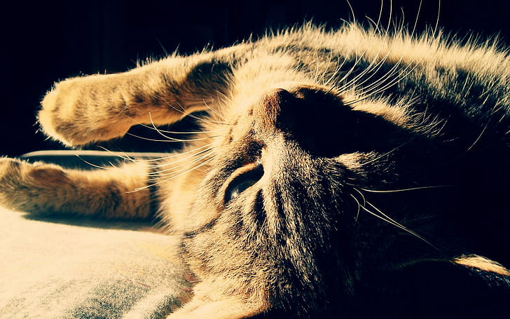 Good Morning Kitty!, brown tabby cat, tiger, sunlight, kitten, beautiful, cute, kitty, animals, tired, pretty, morning, HD wallpaper