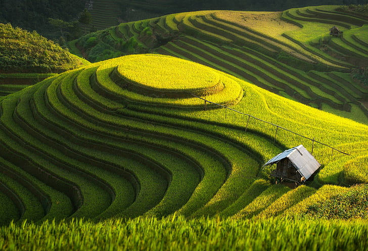 Зеленая ферма, Вьетнам, зеленое поле, терраса, зеленая, Азия, ферма, ландшафт, Вьетнам, Таиланд, терраса, HD обои
