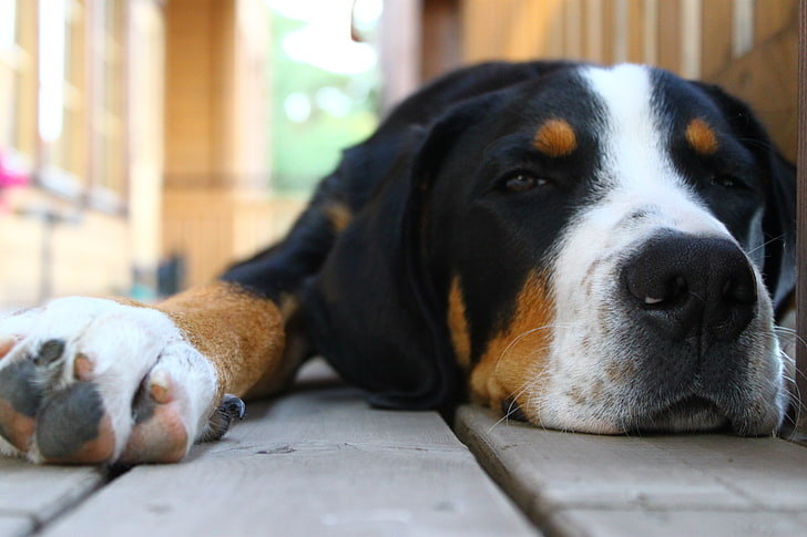 Erwachsene Trikolore Grosser Schweizer Sennenhund, Hund, Maulkorb, Ohren, gefleckt, liegend, HD-Hintergrundbild