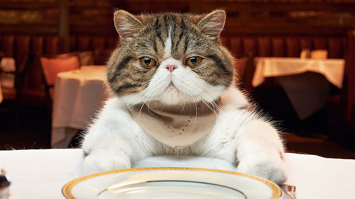 cat, mammal, hungry, grumpy cat, grumpy, whiskers, restaurant, domestic cat, HD wallpaper