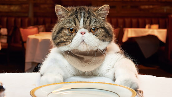 котка, бозайник, гладна, нацупена котка, нацупена, мустаци, ресторант, домашна котка, HD тапет HD wallpaper