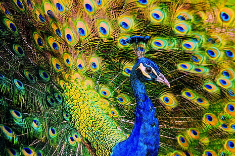 Aves, Pavo Real, Pájaro, Pluma, Fondo de pantalla HD HD wallpaper