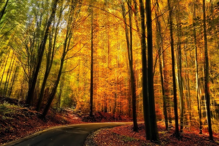 жълти дървета, природа, пейзаж, есен, гора, път, път, жълто, дървета, слънчева светлина, HD тапет