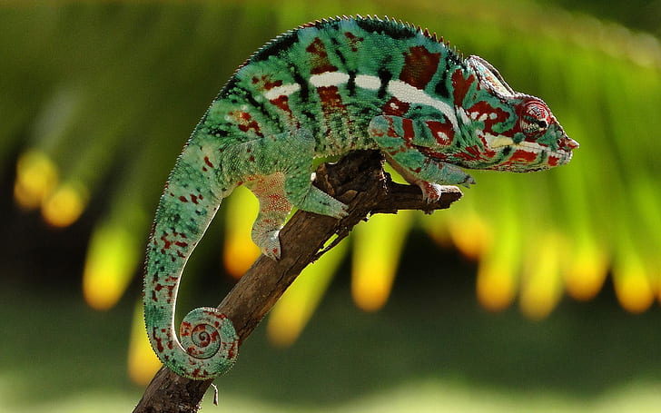 Chameleon Lizard HD, animals, lizard, chameleon, HD wallpaper