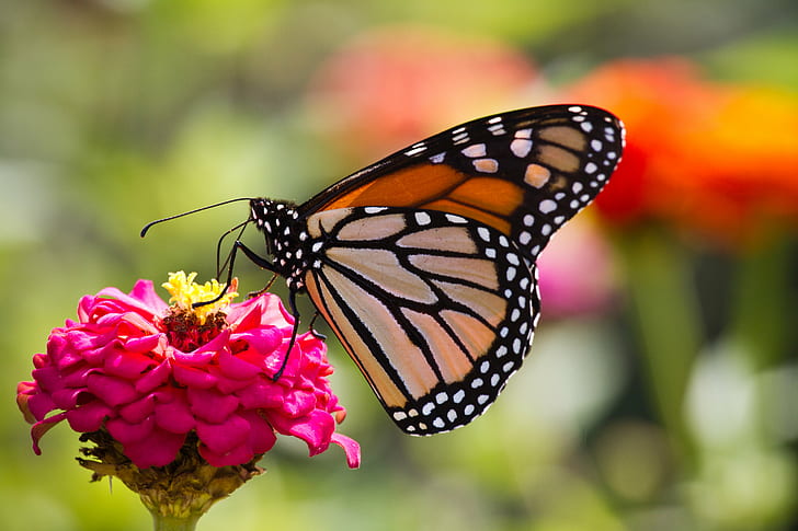 пеперуда на лилаво цвете, пеперуда, пеперуда пеперуда, лилаво цвете, насекомо, пеперуда - насекомо, природа, животно, многоцветно, животно Крило, цвете, красота в природата, в близък план, жълто, лято, макро, HD тапет