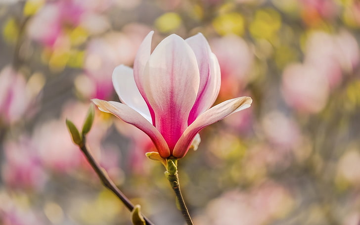 Magnolien-Blumen-Niederlassung, rosa Magnolienblume, Natur, Blumen, Blume, HD-Hintergrundbild