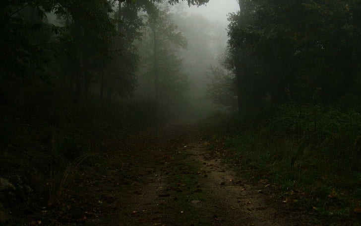 Calm Dark Forest HD, 1440x900, calme, sombre, forêt, forêt sombre, Fond d'écran HD