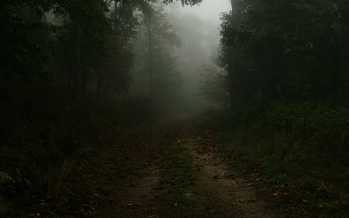 Спокойный темный лес HD, 1440x900, спокойный, темный, лес, темный лес, HD обои HD wallpaper