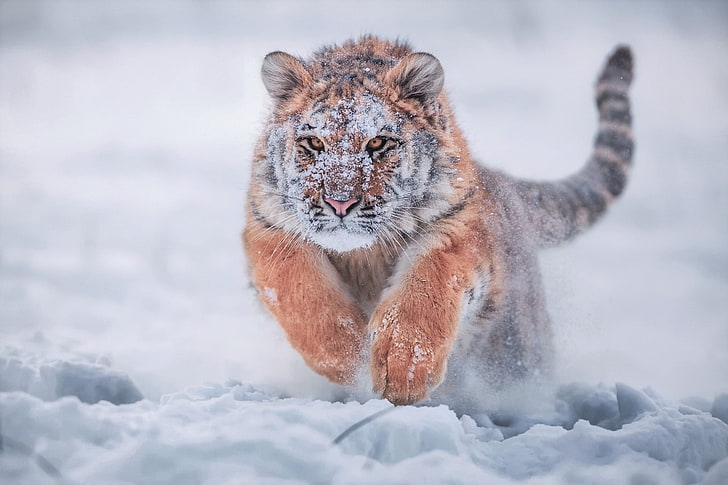 сибирский тигр, бег, снег, хищник, большие кошки, зверек, HD обои