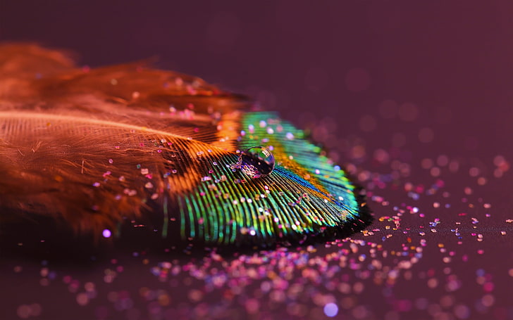 peacock feather, feathers, abstract, HD wallpaper