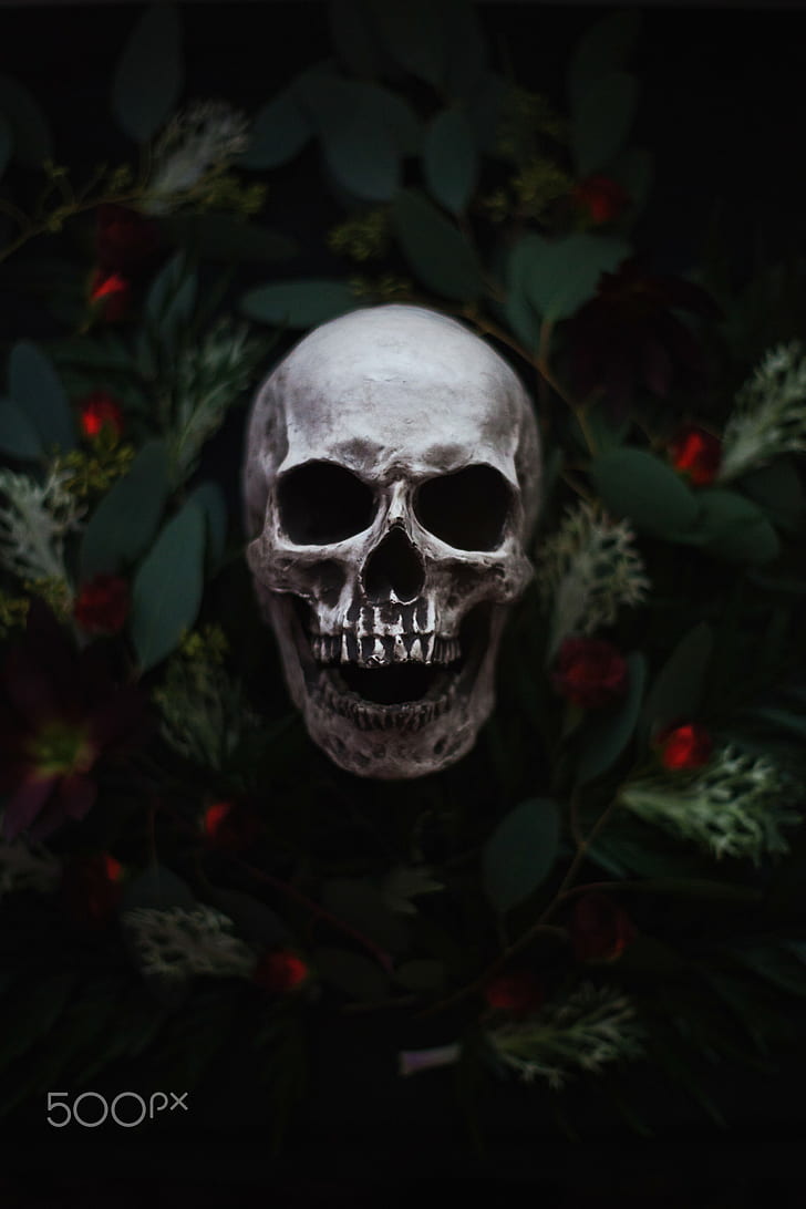 Артем Феникс, череп, цветы, растения, 500px, HD обои, телефон обои
