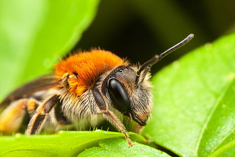 animals, insect, macro, bees, HD wallpaper HD wallpaper