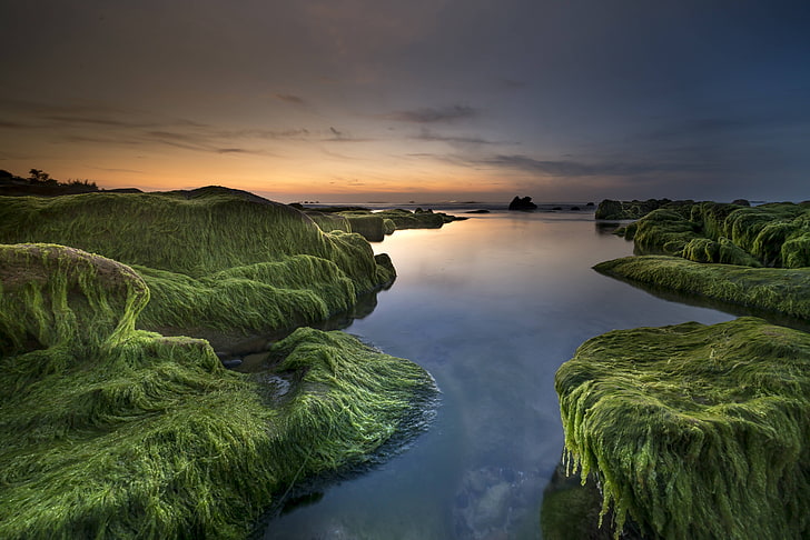strand, hintergrund, algen, meer, küste, ufer, grünfläche, HD-Hintergrundbild