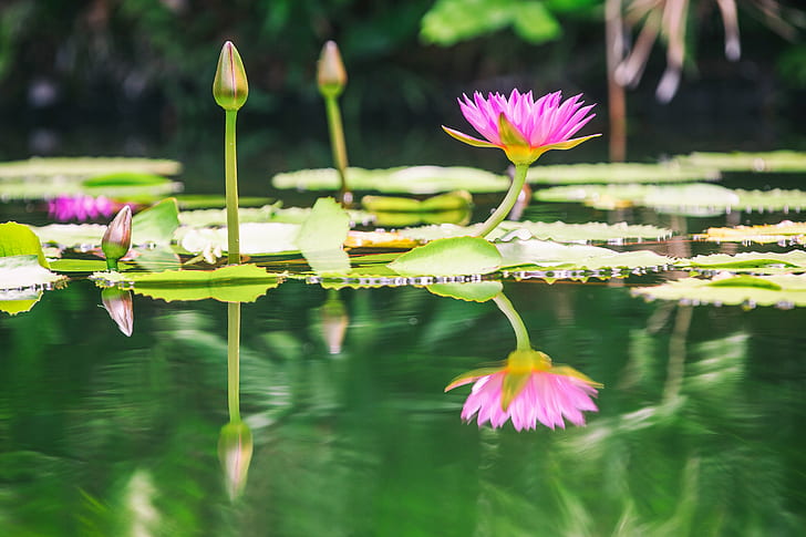 Water lily HD wallpapers free download | Wallpaperbetter