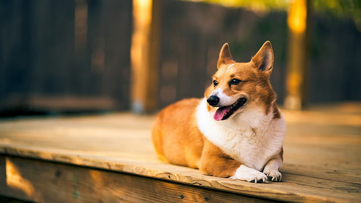 short-coated white and brown dog, Corgi, dog, animals, wooden surface, HD wallpaper