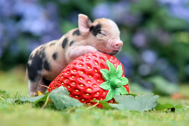 pink and black piglet, strawberry, berry, pig, HD wallpaper