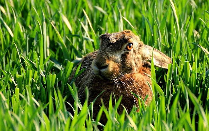 brown rabbit, animals, rabbits, bunny ears, HD wallpaper