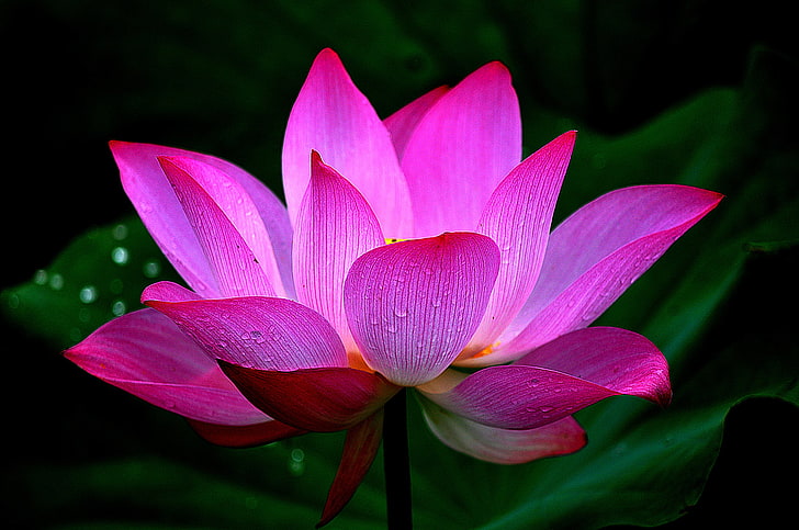 fleur de lotus rose, feuilles, eau, gouttes, macro, pétales, lotus, Fond d'écran HD