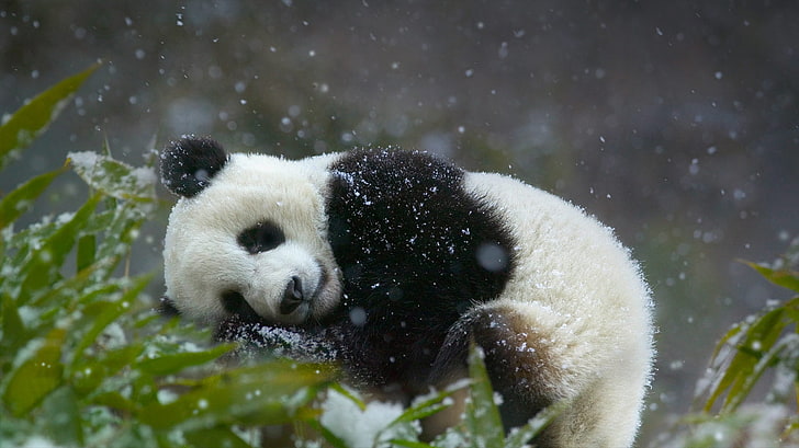 Панда мечка, панда, спящ, зелен, животни, растения, сняг, HD тапет