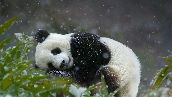 Панда медведь, панда, спит, зелень, животные, растения, снег, HD обои HD wallpaper