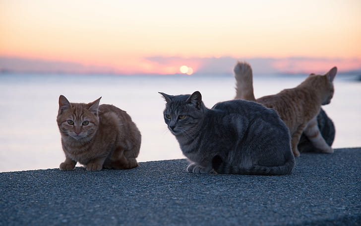 Gruppe der Tabby-Katze, die tagsüber auf grauem Betonboden in der Nähe des Gewässers sitzttier, hübsch, kätzchen, katzenartige, inländische Tiere, Säugetier, suchen, HD-Hintergrundbild