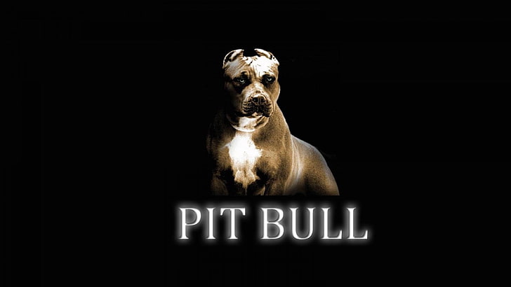 pitbull  picture backgrounds, HD wallpaper