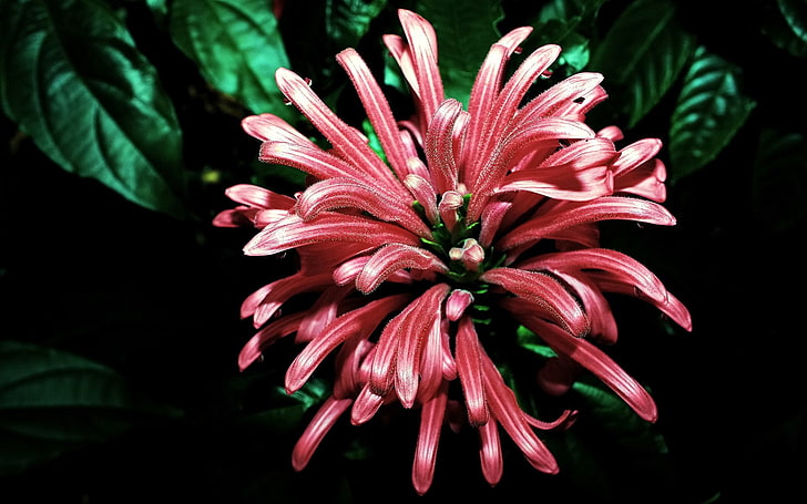 pink Brazilian plume flower, flowers, leaves, unusual, background, beautiful, HD wallpaper