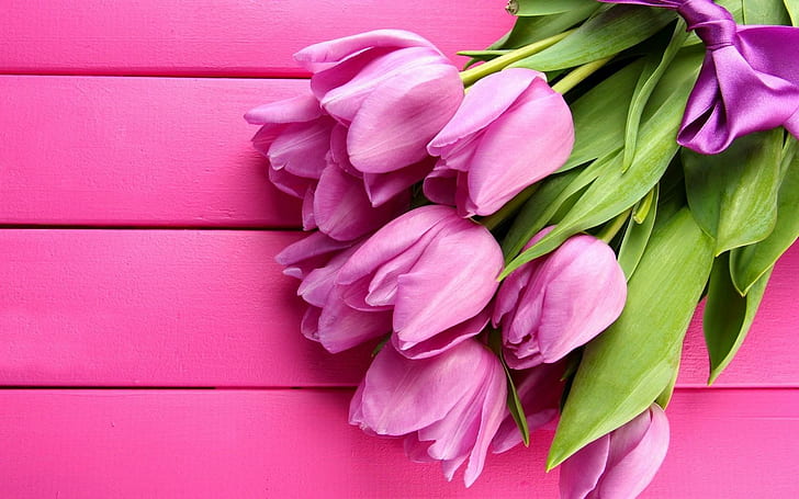 Fiori Primavera Tulipani rosa, fiori, primavera, rosa, tulipani, Sfondo HD