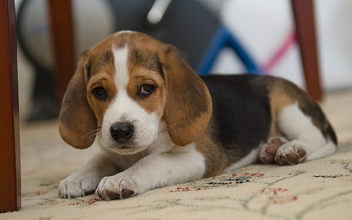 lihat, masing-masing, anjing, Beagle, Wallpaper HD HD wallpaper