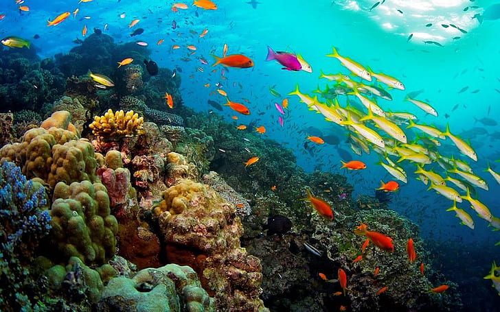 แนวปะการัง Great Barrier Reef ในควีนส์แลนด์ออสเตรเลียมหาสมุทรสัตว์เขตร้อนพืชราศีมีน 1920 × 1200, วอลล์เปเปอร์ HD