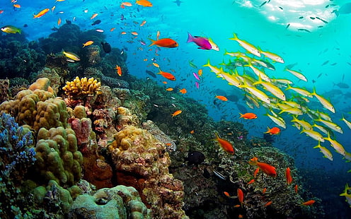 Wielka rafa koralowa Rafa koralowa w Queensland w Australii Ocean Tropikalne zwierzęta Ryby Rośliny 1920 × 1200, Tapety HD HD wallpaper