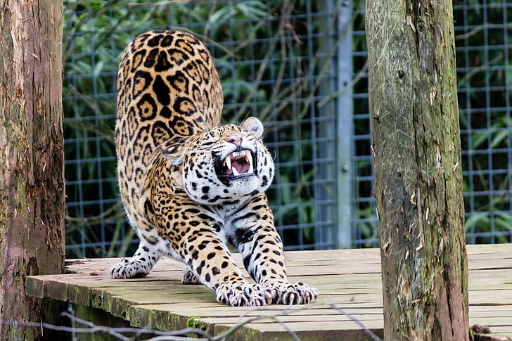 Pose, depredador, jaguar, gato montés, zoológico, estiramiento,  calentamiento, Fondo de pantalla HD | Wallpaperbetter