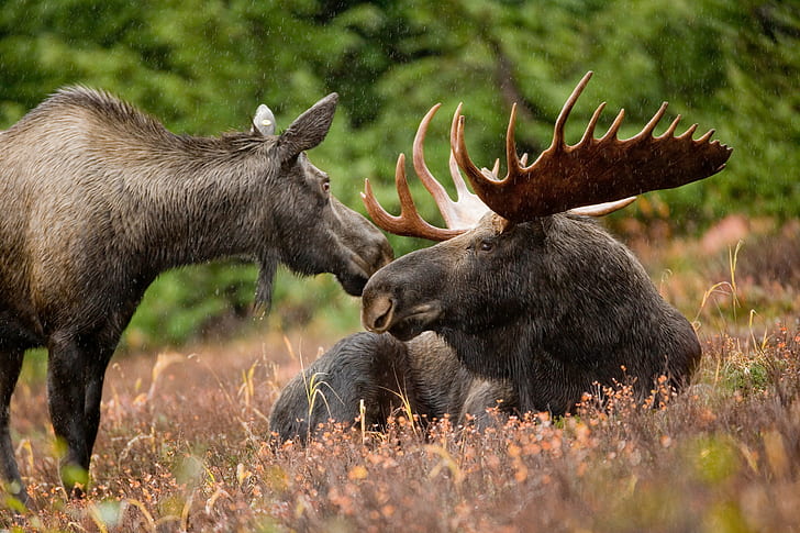 dos ciervos negros en campo de hierba marrón durante el día, alaska, alaska, alce de Alaska, par, negro, ciervos, marrón, hierba, campo, día, animal, naturaleza, vida silvestre, mamíferos, cuernos, al aire libre, animales en la naturaleza, Fondo de pantalla HD