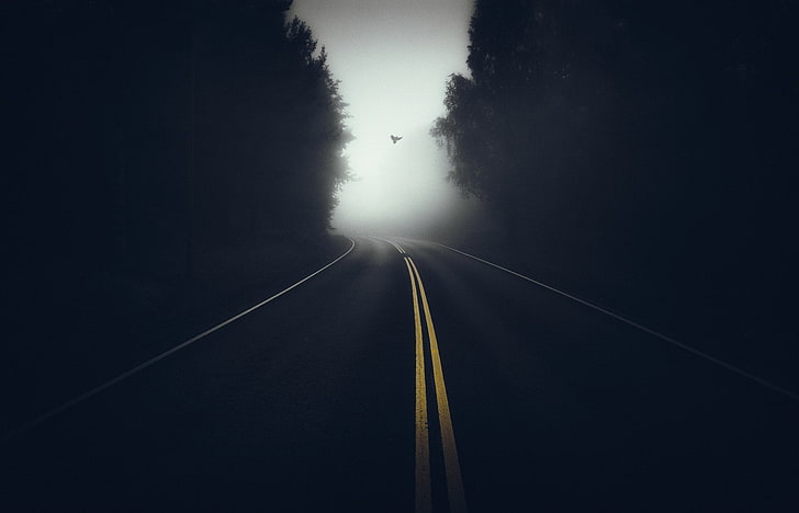 strada asfaltata, fotografia, strada, alberi, foresta, nebbia, buio, uccelli, vuoto, linee, volare, Sfondo HD
