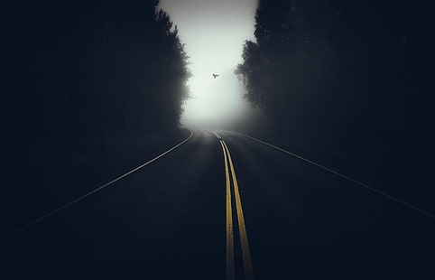 droga asfaltowa, fotografia, droga, drzewa, las, mgła, ciemność, ptaki, puste, linie, latanie, Tapety HD HD wallpaper