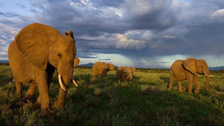 animals, elephant, mammals, Africa, field, overcast, wildlife, HD wallpaper